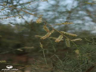 image name