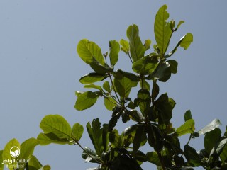 image name
