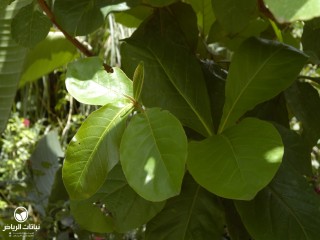 image name