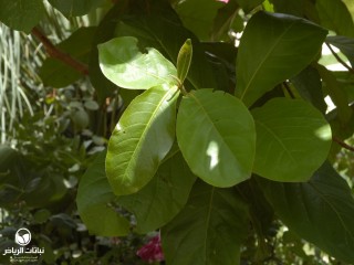 image name