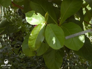 image name