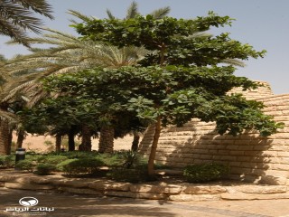 image name