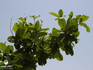 image name