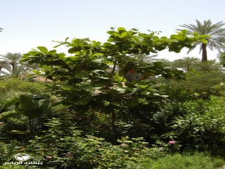 image name