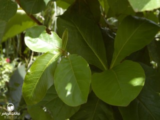 image name