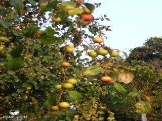 image name