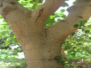 image name