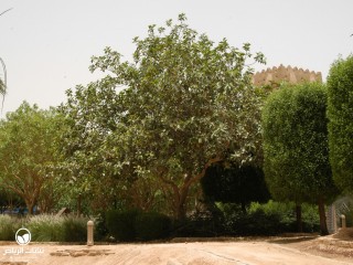 image name