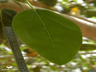 image name