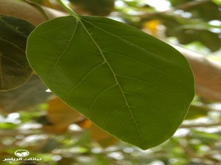 image name