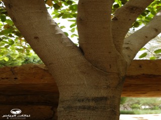 image name