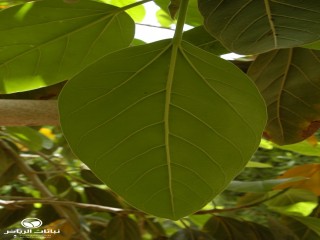 image name