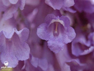 image name