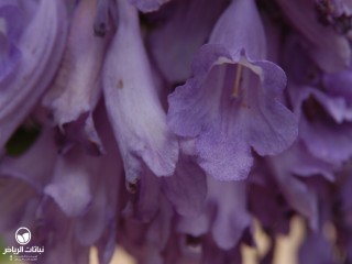 image name