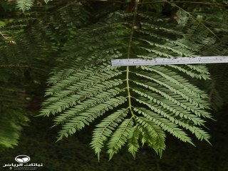 image name