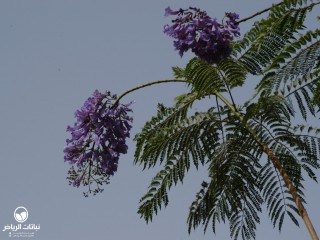 image name