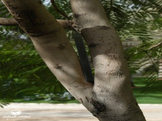 image name