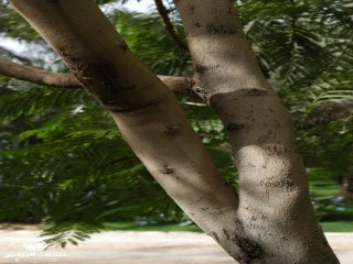 image name