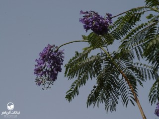 image name