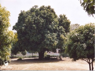image name