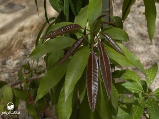 image name