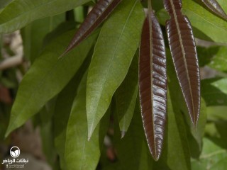 image name