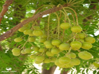 image name