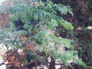 image name