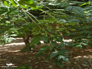 image name
