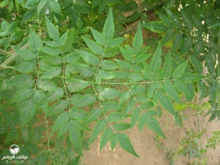 image name