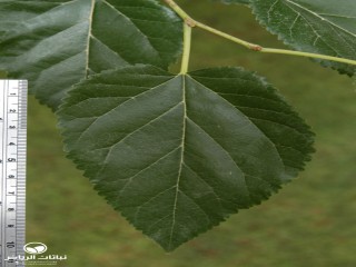 image name