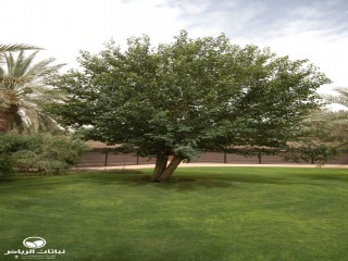 image name
