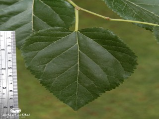 image name