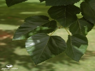 image name
