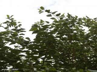 image name
