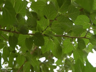 image name