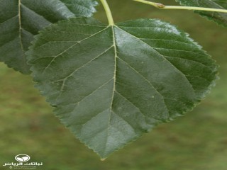image name