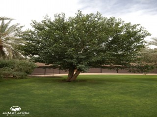 image name