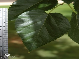 image name
