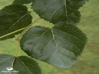image name