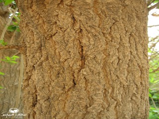 image name