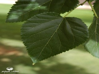 image name