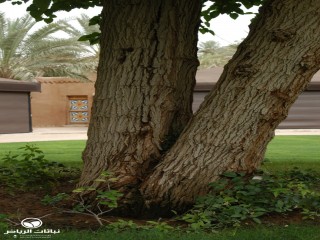 image name