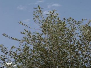 image name