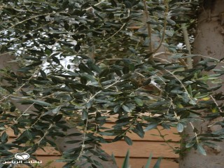 image name