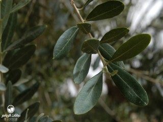 image name