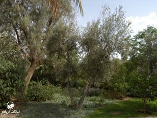 image name