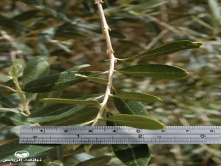 image name