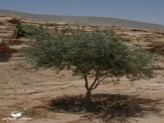 image name