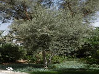 image name